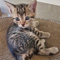 Photo of C1513 Simon