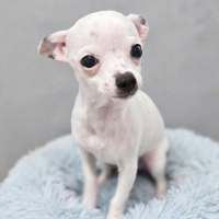Photo of Polo