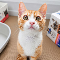 Photo of Shrimp