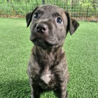 Photo of D1220 Kehani