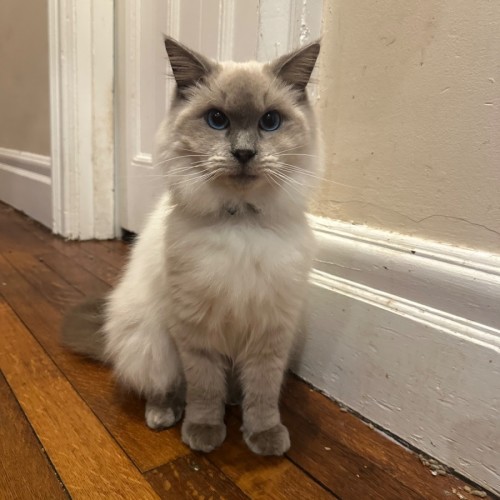 Snowy - Ragdoll Cat