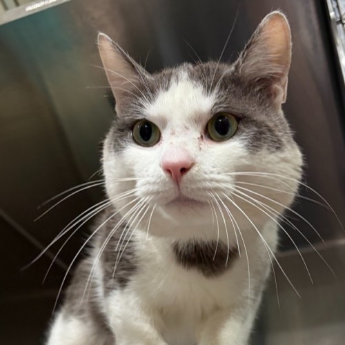 Boston - Domestic Short Hair (DSH) Cat