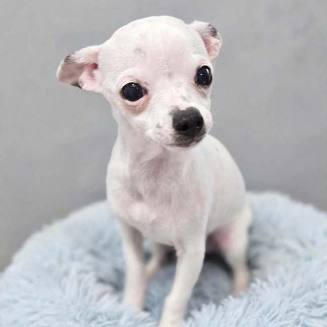 Photo of Polo