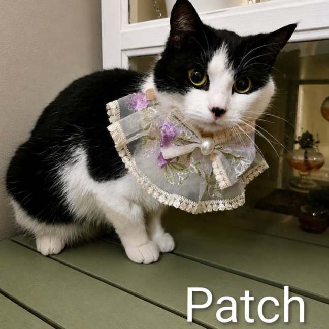 Photo of Patch & Pc