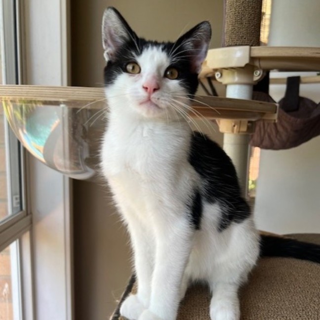 Photo of Domino