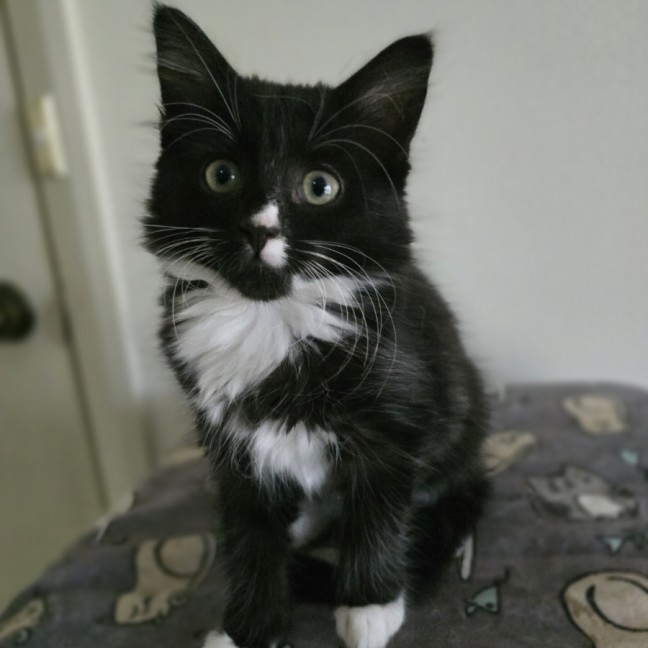 Photo of Sprout & Ferny (Located In Croydon South)