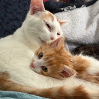 Photo of Eskel **2nd Chance Cat Rescue**