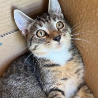 Photo of Cassidy 