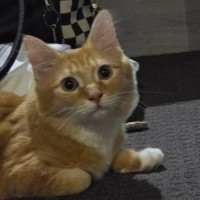 Photo of Faramir