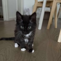 Photo of Milly Moo Chompasaurus 