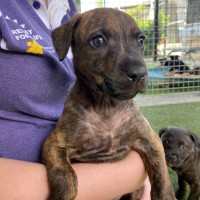 Photo of D1128 Bindi