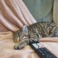 Photo of Pineapple   Located In Kensington