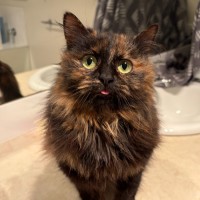 Photo of Truffle