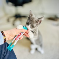 Photo of Dr Meredith Grey