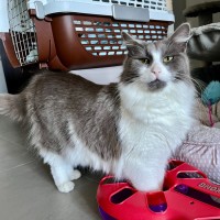 Photo of Misty