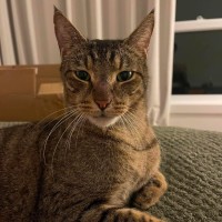 Photo of Smokey