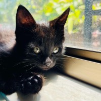 Photo of Cyrus