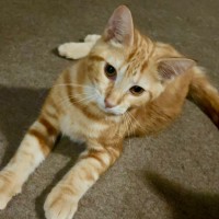 Photo of Jason Todd **2nd Chance Cat Rescue**