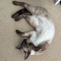 Photo of Oreo