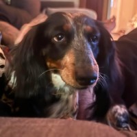 Photo of Ditsy