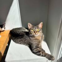Photo of Peggy Sue *9 Lives Project Rescue*