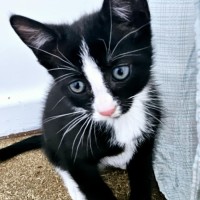 Photo of 🤩 Charlie Girl 🤩