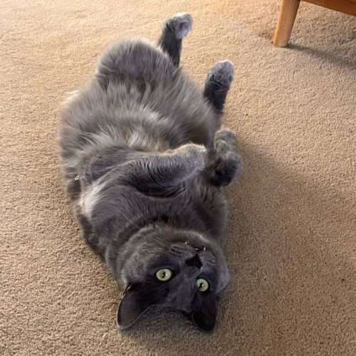 Rhys - Domestic Medium Hair (DMH) Cat