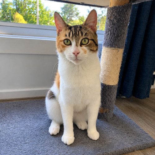 Milla  - Domestic Short Hair (DSH) Cat