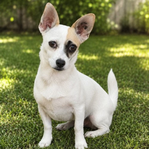 Kayah - Fox Terrier (Miniature) Dog