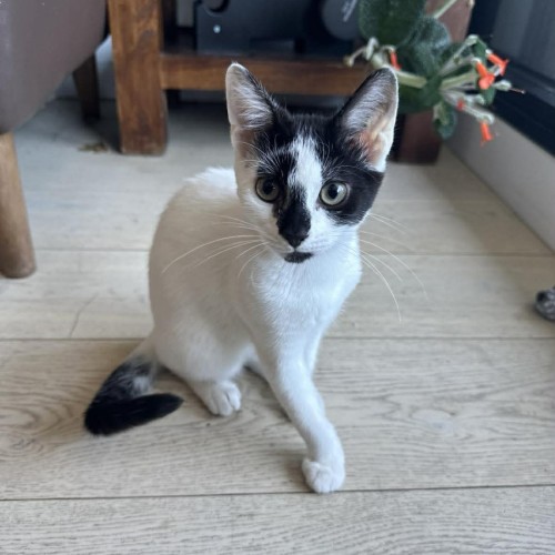 Badger - Domestic Short Hair (DSH) Cat