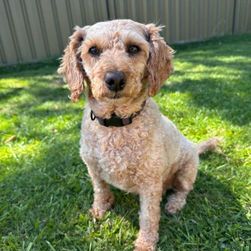 Billie - Poodle (Miniature) Dog