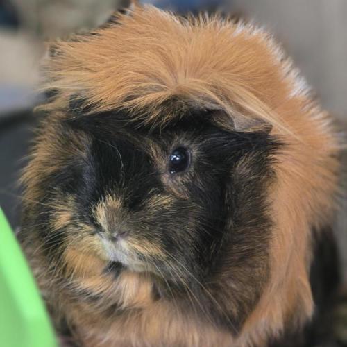 🐽 Patch 7579 🐽 - Peruvian Guinea Pig