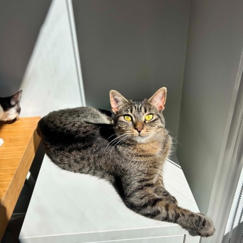 Peggy Sue *9 Lives Project Rescue* - Domestic Short Hair (DSH) Cat