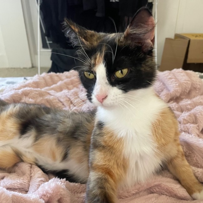 Photo of Marble   Meet Me @ Petstock Prahran