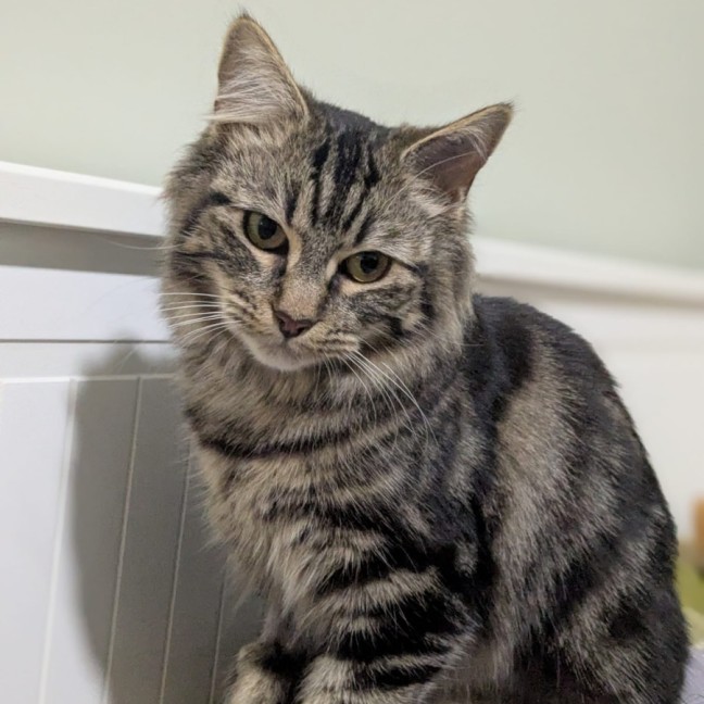 Photo of Snickerdoodle