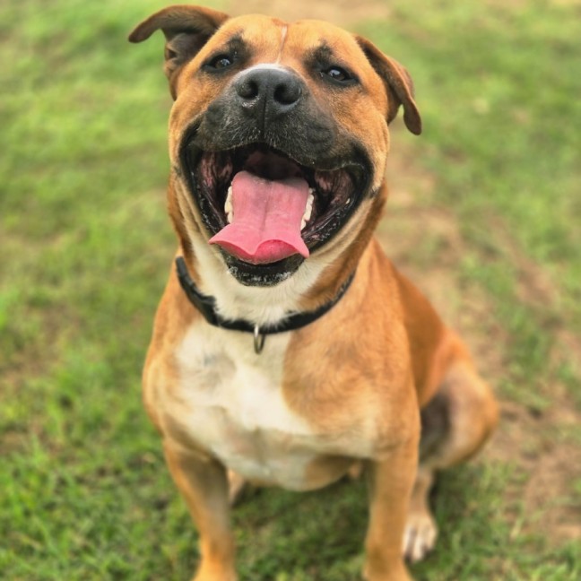 Photo of Ace