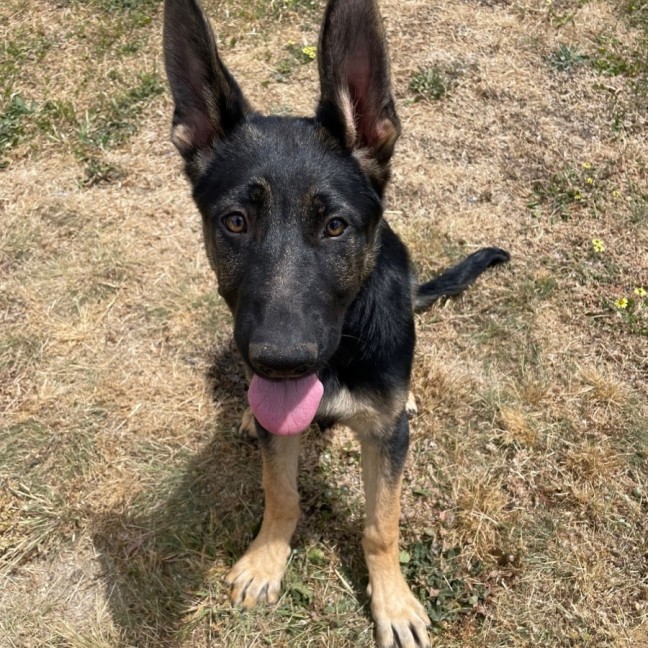 Photo of Duke