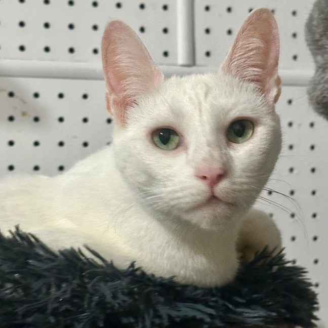Photo of Duchess 👑😻⭐️