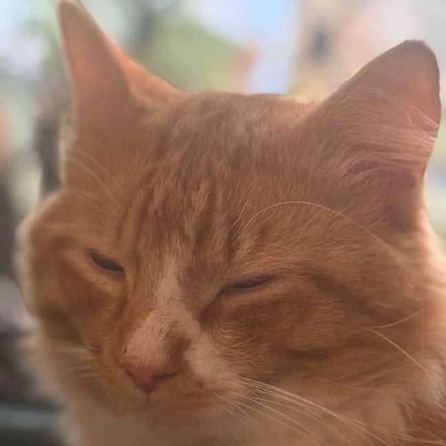 Photo of Foxy ** 2nd Chance Cat Rescue**