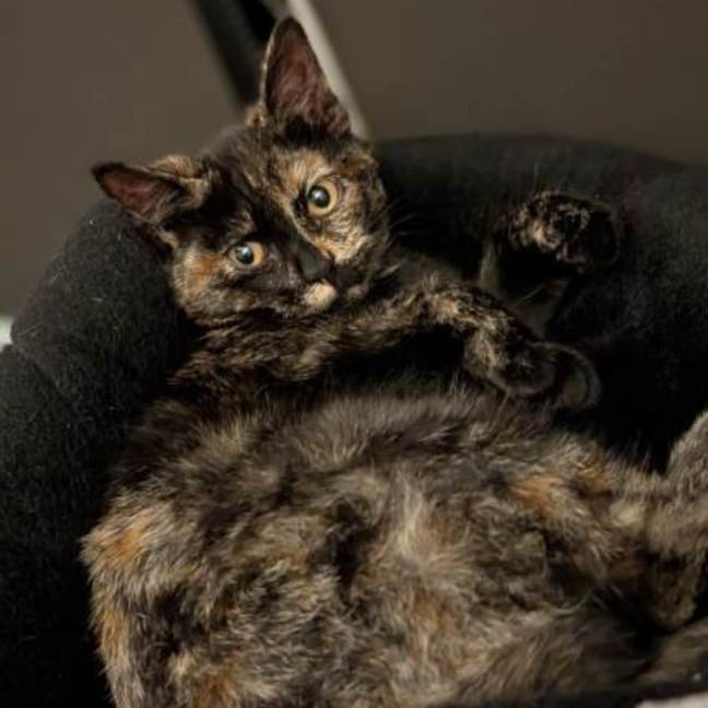 Photo of Candy