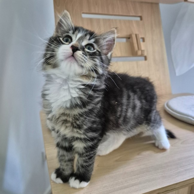 Photo of Casimir 💙