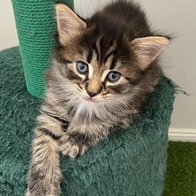 Photo of ❄ Aspen ❄