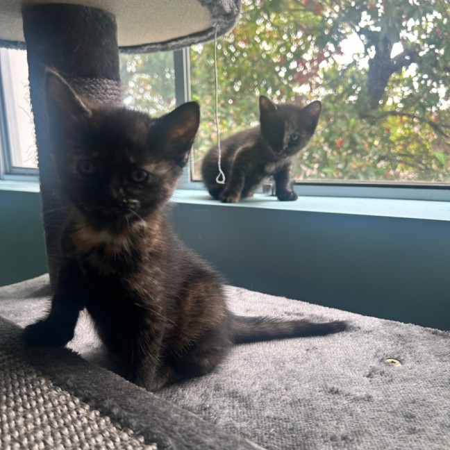 Photo of Flabbergast