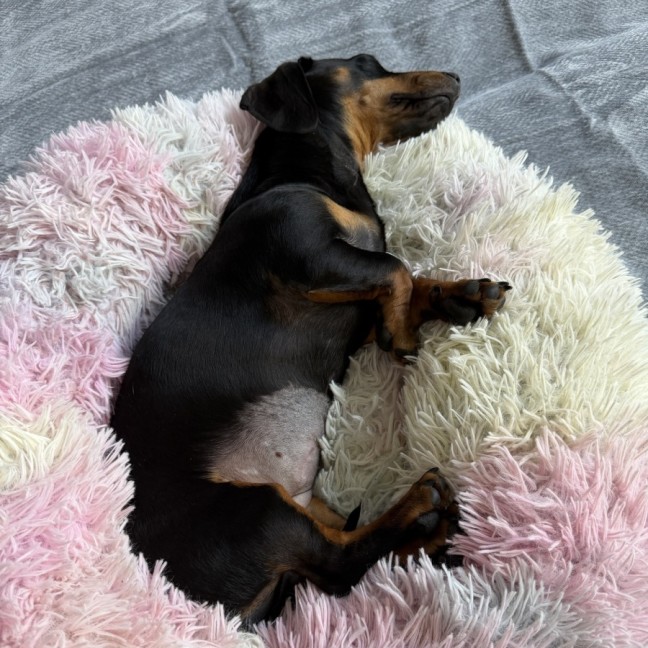 Photo of Sequin