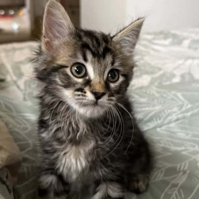 Photo of Myanna**2nd Chance Cat Rescue**