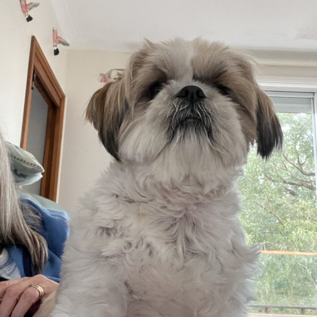 Photo of Misty 🌺 5yo, Shih Tzu (On Trial 2/11/25)
