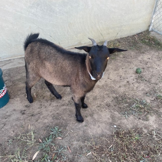 Photo of Gertie