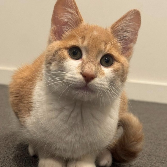 Photo of Bingo
