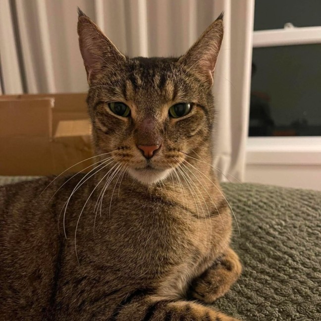 Photo of Smokey