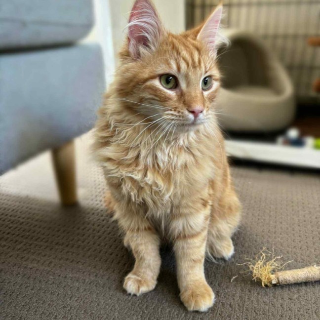 Photo of Officer Beanie Small Cat 🧡